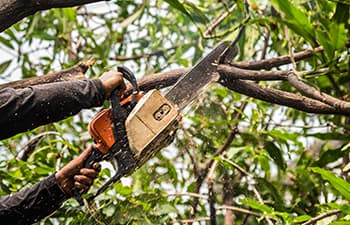 Photo of worker with chain saw cutting a tree